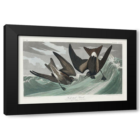 Fork-tailed Petrel Black Modern Wood Framed Art Print by Audubon, John James