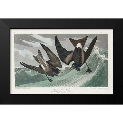 Fork-tailed Petrel Black Modern Wood Framed Art Print by Audubon, John James