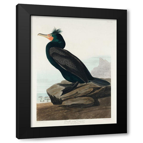 Double-crested Cormorant Black Modern Wood Framed Art Print by Audubon, John James