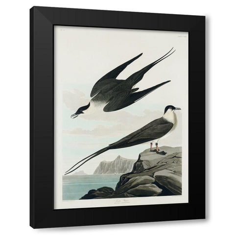 Arctic Yager Black Modern Wood Framed Art Print with Double Matting by Audubon, John James
