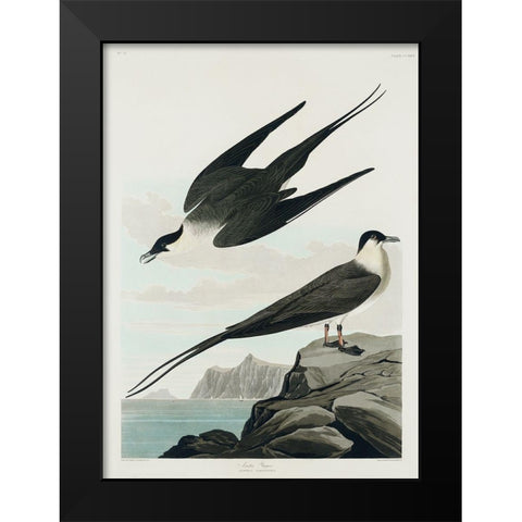 Arctic Yager Black Modern Wood Framed Art Print by Audubon, John James