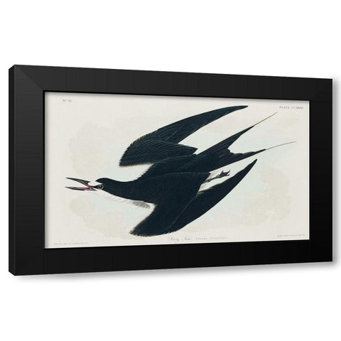 Sooty Tern Black Modern Wood Framed Art Print with Double Matting by Audubon, John James