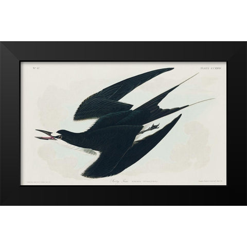 Sooty Tern Black Modern Wood Framed Art Print by Audubon, John James
