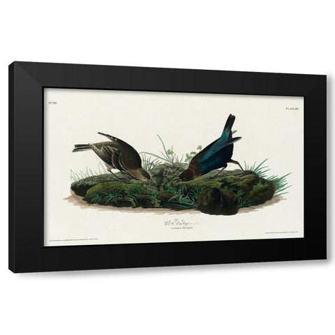 Cow-pen Bird Black Modern Wood Framed Art Print with Double Matting by Audubon, John James
