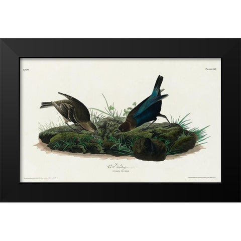 Cow-pen Bird Black Modern Wood Framed Art Print by Audubon, John James