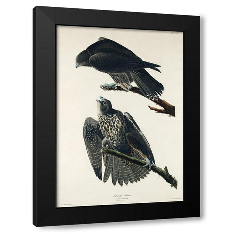 Labrador Falcon Black Modern Wood Framed Art Print with Double Matting by Audubon, John James