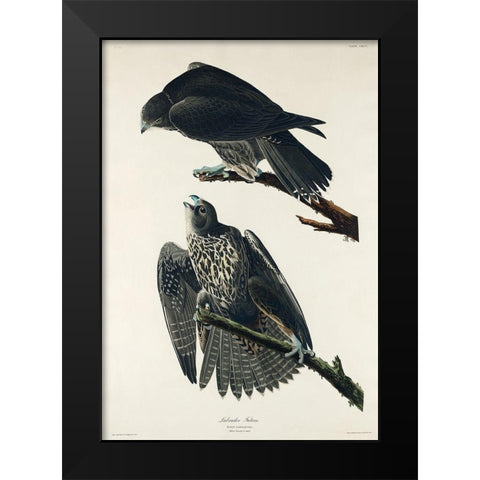 Labrador Falcon Black Modern Wood Framed Art Print by Audubon, John James
