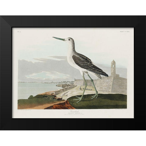 Greenshank Black Modern Wood Framed Art Print by Audubon, John James