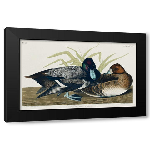 Scaup Duck Black Modern Wood Framed Art Print by Audubon, John James
