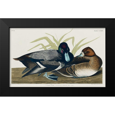 Scaup Duck Black Modern Wood Framed Art Print by Audubon, John James