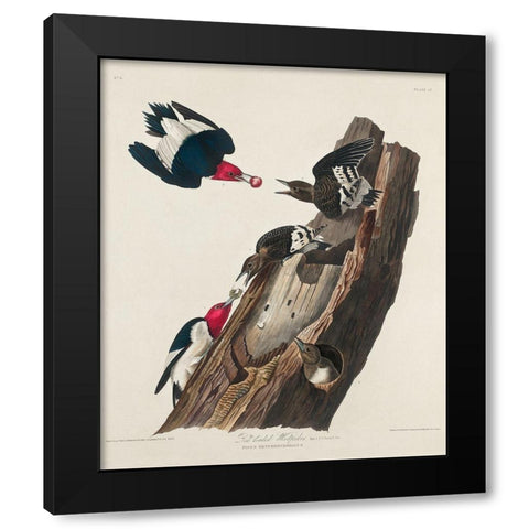 Red-headed Woodpecker Black Modern Wood Framed Art Print by Audubon, John James