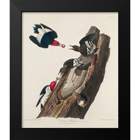 Red-headed Woodpecker Black Modern Wood Framed Art Print by Audubon, John James