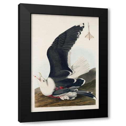 Black Backed GullÂ  Black Modern Wood Framed Art Print by Audubon, John James