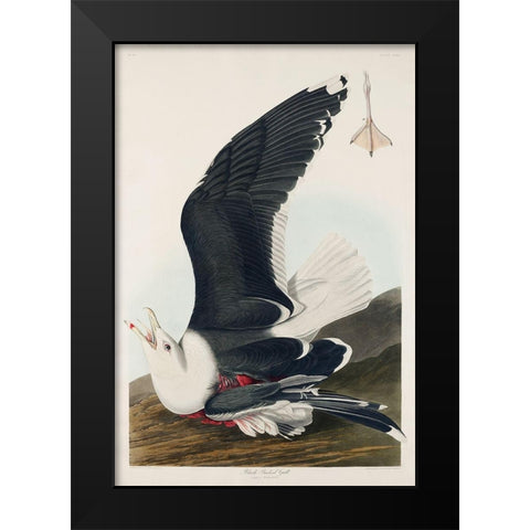 Black Backed GullÂ  Black Modern Wood Framed Art Print by Audubon, John James