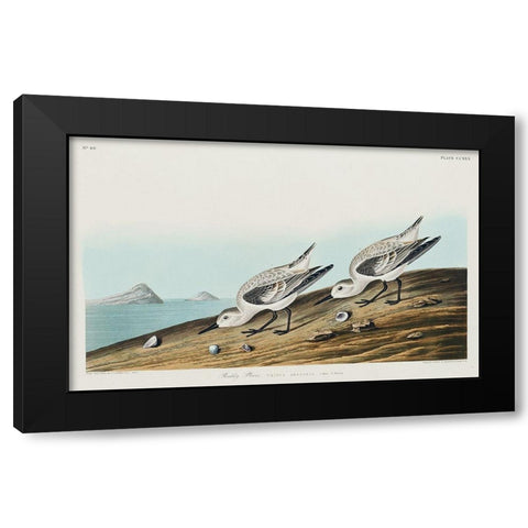Sanderling Black Modern Wood Framed Art Print by Audubon, John James