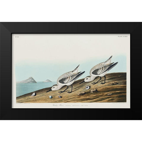 Sanderling Black Modern Wood Framed Art Print by Audubon, John James