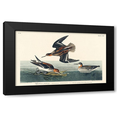 Hyperborean phalarope Black Modern Wood Framed Art Print with Double Matting by Audubon, John James