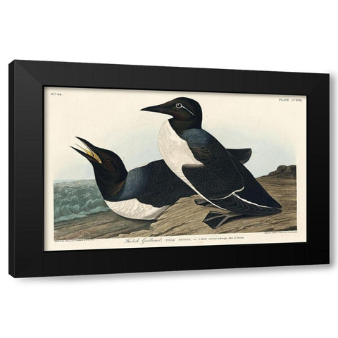 Foolish Guillemot Black Modern Wood Framed Art Print by Audubon, John James