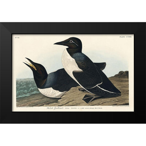 Foolish Guillemot Black Modern Wood Framed Art Print by Audubon, John James
