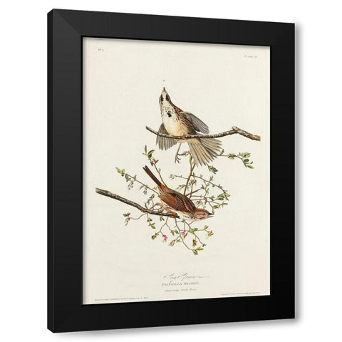 Song Sparrow Black Modern Wood Framed Art Print with Double Matting by Audubon, John James