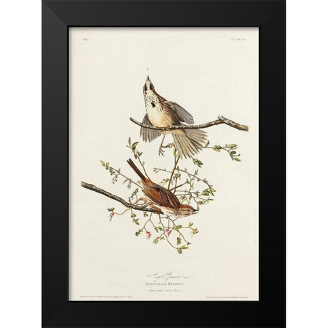 Song Sparrow Black Modern Wood Framed Art Print by Audubon, John James