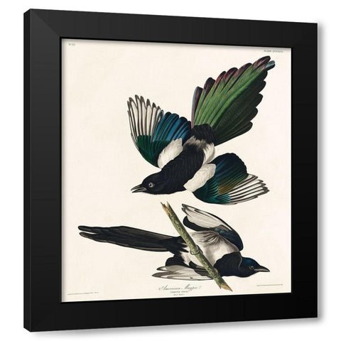 American Magpie Black Modern Wood Framed Art Print by Audubon, John James