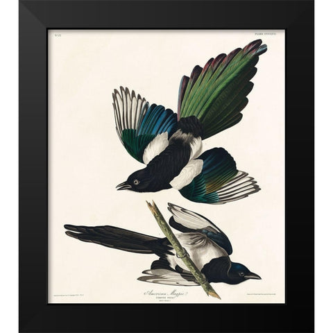 American Magpie Black Modern Wood Framed Art Print by Audubon, John James