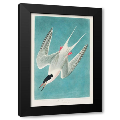Roseate Tern Black Modern Wood Framed Art Print by Audubon, John James