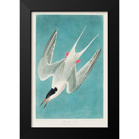 Roseate Tern Black Modern Wood Framed Art Print by Audubon, John James