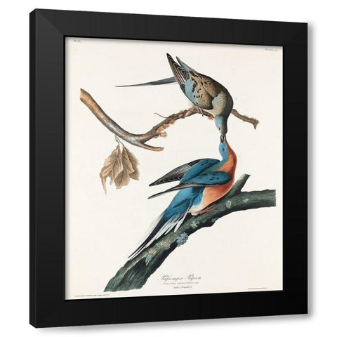 Passenger Pigeon Black Modern Wood Framed Art Print by Audubon, John James