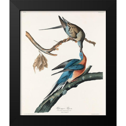 Passenger Pigeon Black Modern Wood Framed Art Print by Audubon, John James