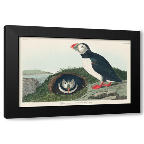 Puffin Black Modern Wood Framed Art Print by Audubon, John James