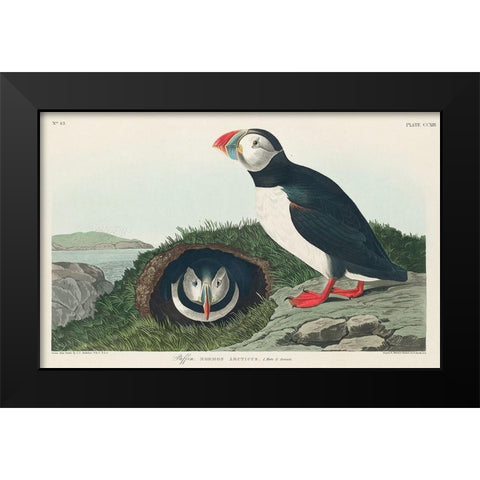 Puffin Black Modern Wood Framed Art Print by Audubon, John James
