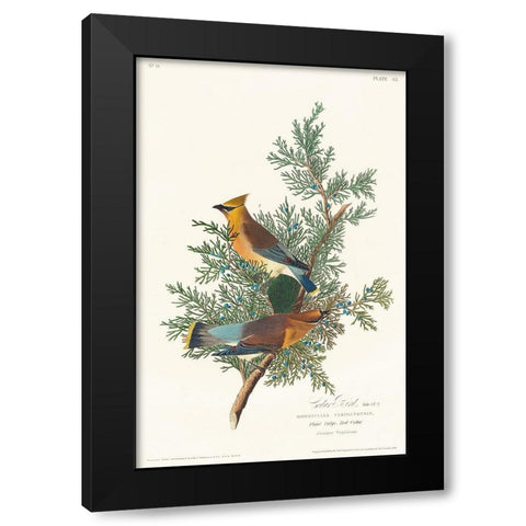 Cedar Bird Black Modern Wood Framed Art Print with Double Matting by Audubon, John James