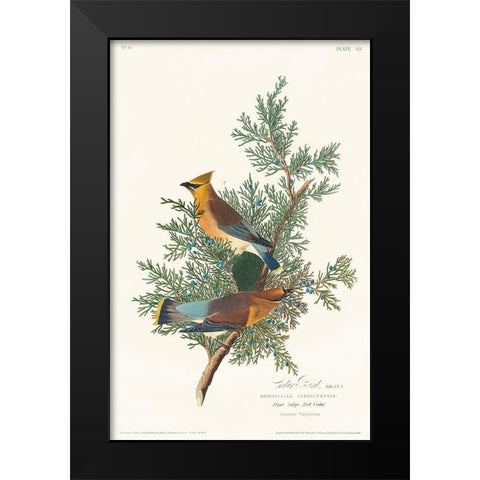 Cedar Bird Black Modern Wood Framed Art Print by Audubon, John James