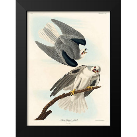 Black-Winged Hawk Black Modern Wood Framed Art Print by Audubon, John James