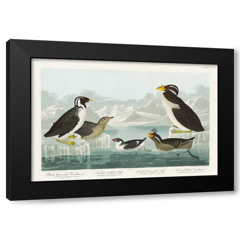 Black-throated Guillemot, Nobbed-billed Auk, Curled-crested Auk and Horned-billed Guillemot Black Modern Wood Framed Art Print with Double Matting by Audubon, John James