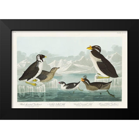 Black-throated Guillemot, Nobbed-billed Auk, Curled-crested Auk and Horned-billed Guillemot Black Modern Wood Framed Art Print by Audubon, John James