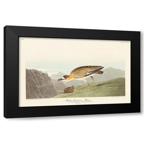 Rocky Mountain Plover Black Modern Wood Framed Art Print with Double Matting by Audubon, John James