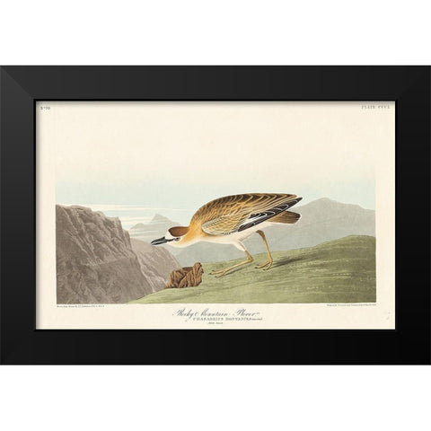Rocky Mountain Plover Black Modern Wood Framed Art Print by Audubon, John James