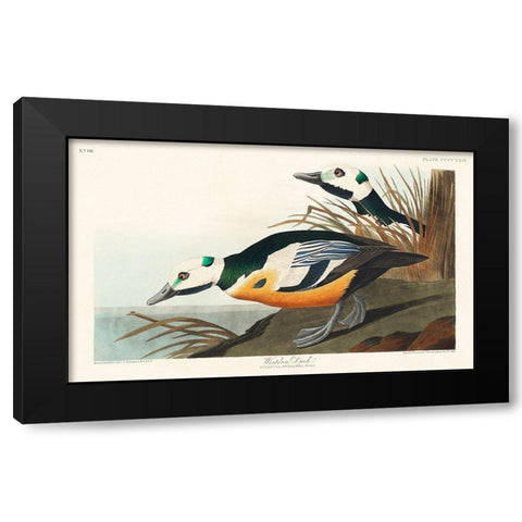 Western Duck Black Modern Wood Framed Art Print by Audubon, John James
