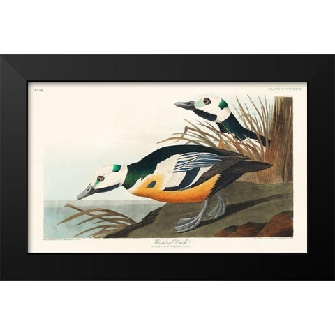 Western Duck Black Modern Wood Framed Art Print by Audubon, John James