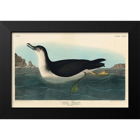 Manks Shearwater Black Modern Wood Framed Art Print by Audubon, John James