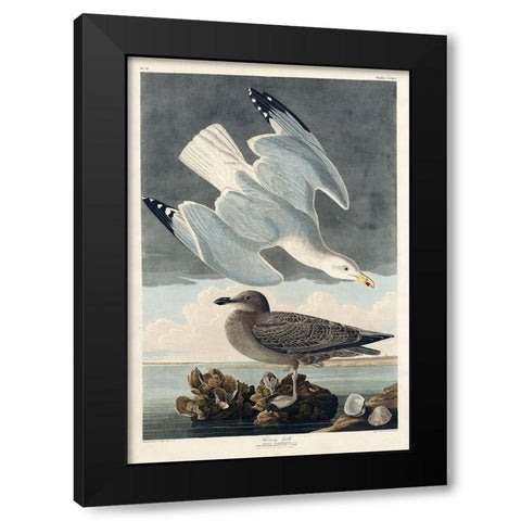Herring Gull Black Modern Wood Framed Art Print with Double Matting by Audubon, John James