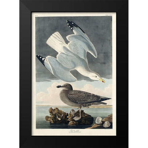 Herring Gull Black Modern Wood Framed Art Print by Audubon, John James