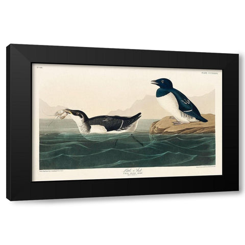Little Auk Black Modern Wood Framed Art Print by Audubon, John James