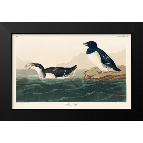 Little Auk Black Modern Wood Framed Art Print by Audubon, John James