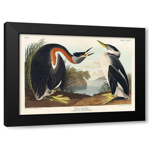 Red-necked Grebe Black Modern Wood Framed Art Print by Audubon, John James
