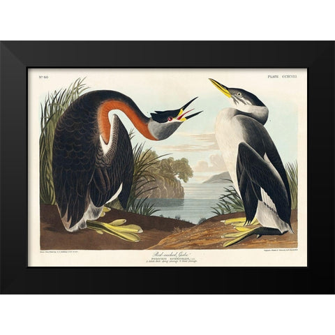 Red-necked Grebe Black Modern Wood Framed Art Print by Audubon, John James