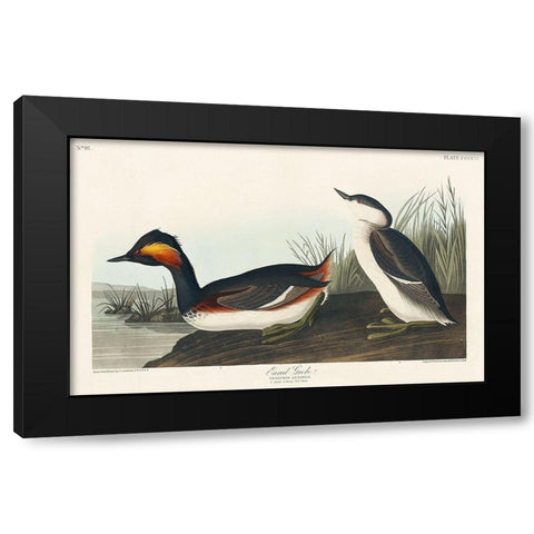 Eared Grebe Black Modern Wood Framed Art Print with Double Matting by Audubon, John James